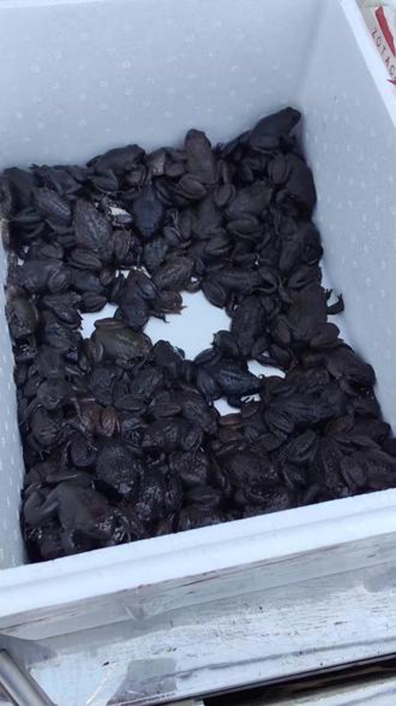 石蛙养殖风生水起：打造特色美食新宠