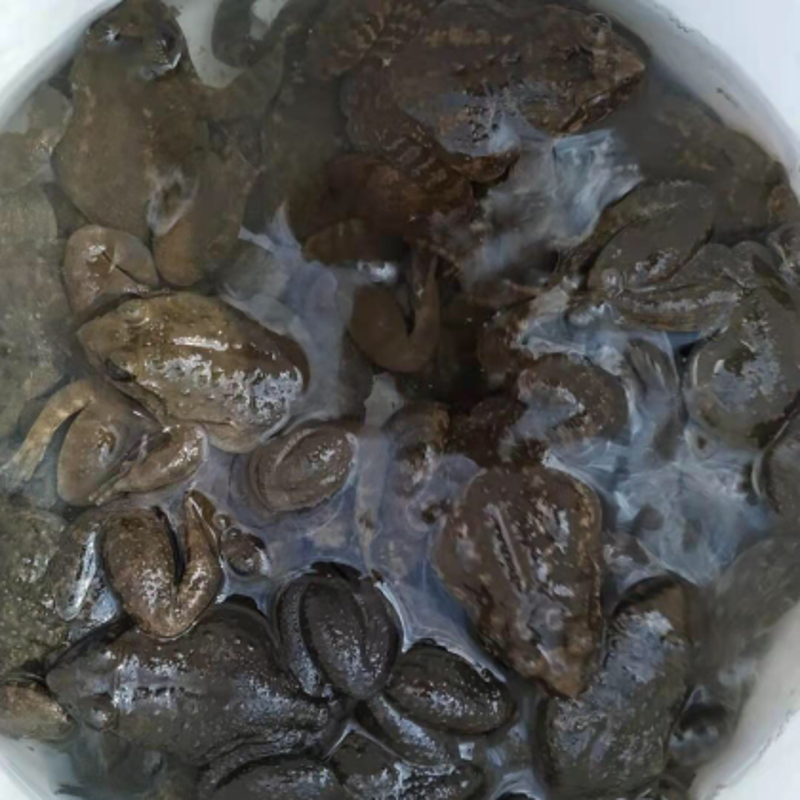 石蛙成品价格